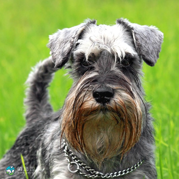 迷你雪纳瑞犬-11