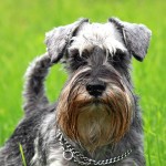 迷你雪纳瑞犬-缩略图-11