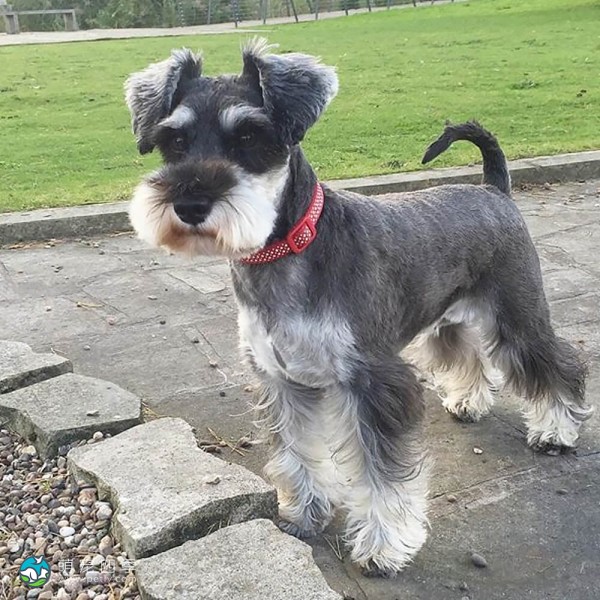 迷你雪纳瑞犬-12