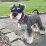 迷你雪纳瑞犬-缩略图-12