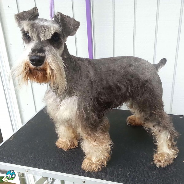 迷你雪纳瑞犬-13