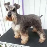 迷你雪纳瑞犬-缩略图-13