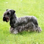 捷克㹴-缩略图-1