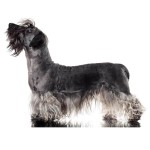 捷克㹴-缩略图-2