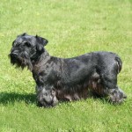 捷克㹴-缩略图-3