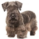 捷克㹴-缩略图-6