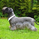 捷克㹴-缩略图-8