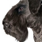 捷克㹴-缩略图-9