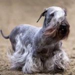 捷克㹴-缩略图-10