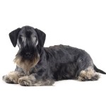 捷克㹴-缩略图-11