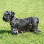 捷克㹴-缩略图-12