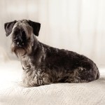 捷克㹴-缩略图-13