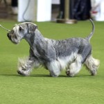 捷克㹴-缩略图-14