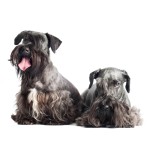 捷克㹴-缩略图-15