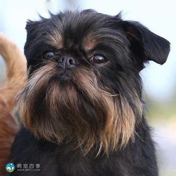 布鲁塞尔格里芬犬-1