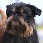 布鲁塞尔格里芬犬-缩略图-1