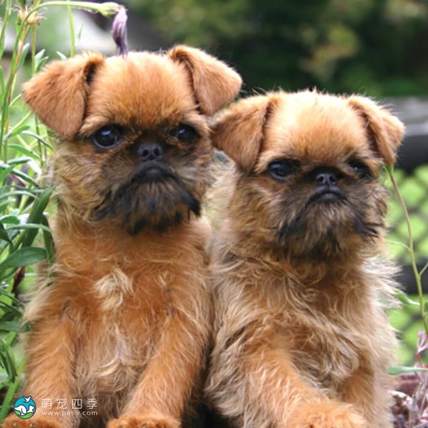 布鲁塞尔格里芬犬-2