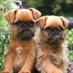 布鲁塞尔格里芬犬-缩略图-2