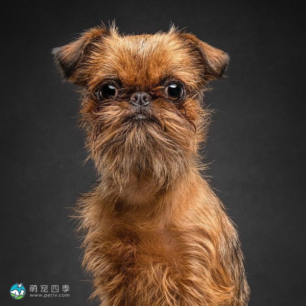 布鲁塞尔格里芬犬-3