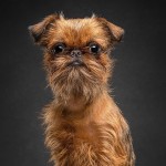 布鲁塞尔格里芬犬-缩略图-3