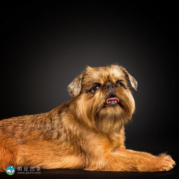 布鲁塞尔格里芬犬-4