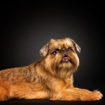 布鲁塞尔格里芬犬-缩略图-4