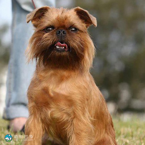 布鲁塞尔格里芬犬-5