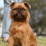 布鲁塞尔格里芬犬-缩略图-5