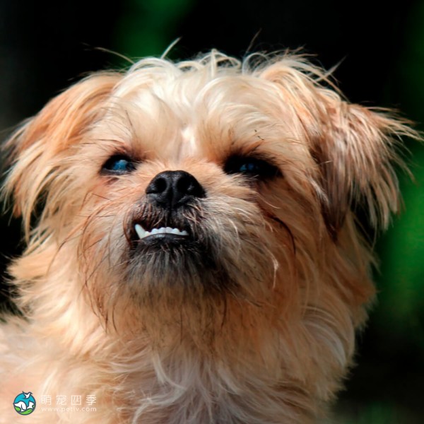 布鲁塞尔格里芬犬-6