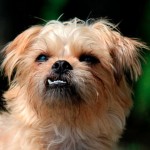 布鲁塞尔格里芬犬-缩略图-6