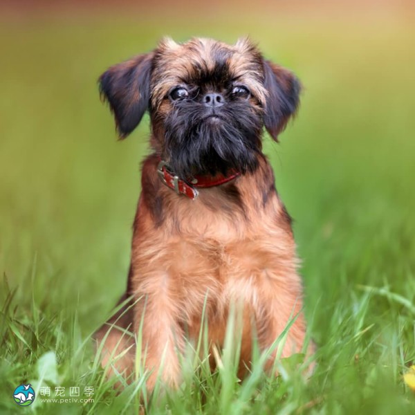 布鲁塞尔格里芬犬-7