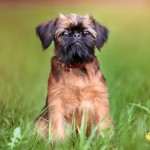 布鲁塞尔格里芬犬-缩略图-7