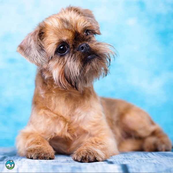 布鲁塞尔格里芬犬-8