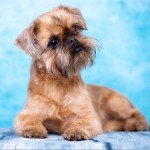 布鲁塞尔格里芬犬-缩略图-8