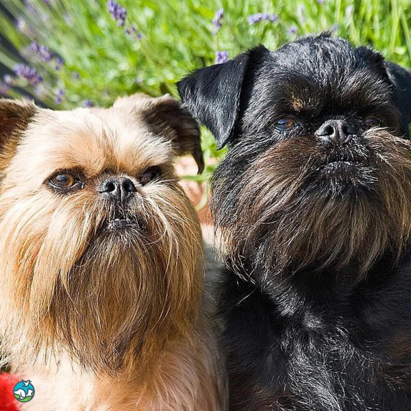 布鲁塞尔格里芬犬-9