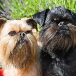 布鲁塞尔格里芬犬-缩略图-9