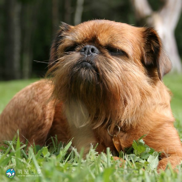 布鲁塞尔格里芬犬-10