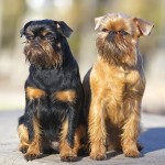 布鲁塞尔格里芬犬-缩略图-11