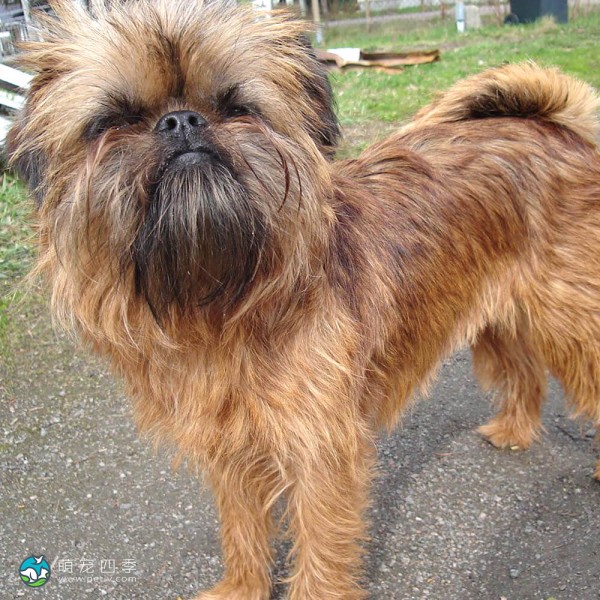 布鲁塞尔格里芬犬-12