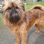 布鲁塞尔格里芬犬-缩略图-12