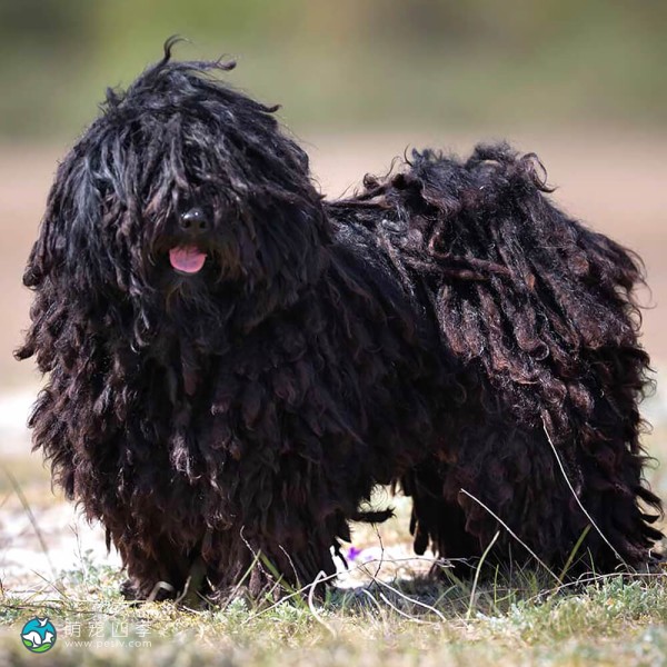 匈牙利波利犬-1