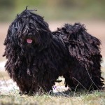 匈牙利波利犬-缩略图-1