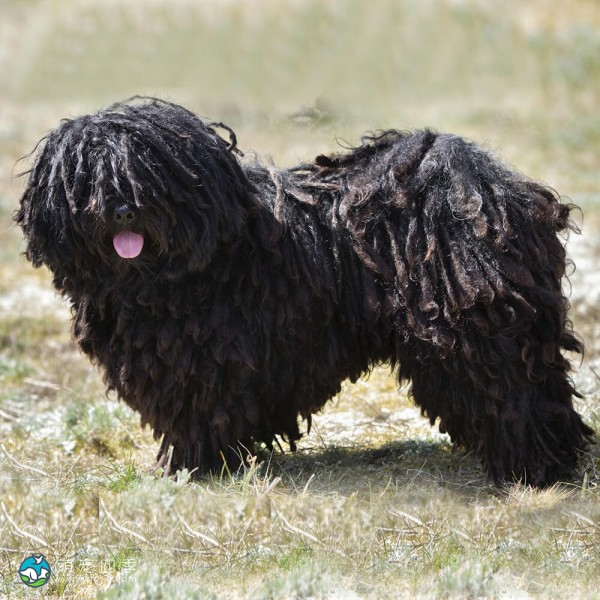 匈牙利波利犬-2