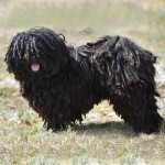 匈牙利波利犬-缩略图-2