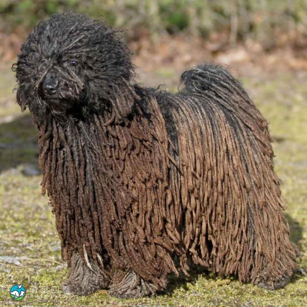 匈牙利波利犬-3