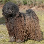 匈牙利波利犬-缩略图-3