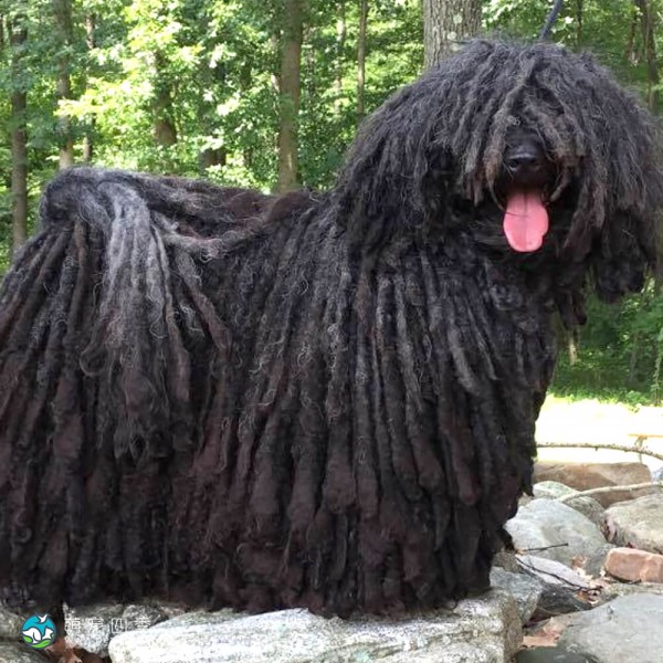 匈牙利波利犬-4