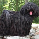 匈牙利波利犬-缩略图-4