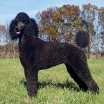 标准贵宾犬-缩略图-1