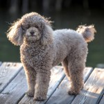 标准贵宾犬-缩略图-2